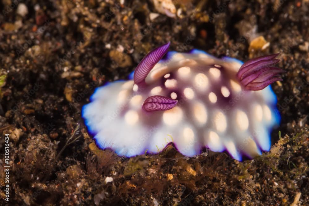 Goniobranchus hintuanensis Nudibranch, Sea Slug