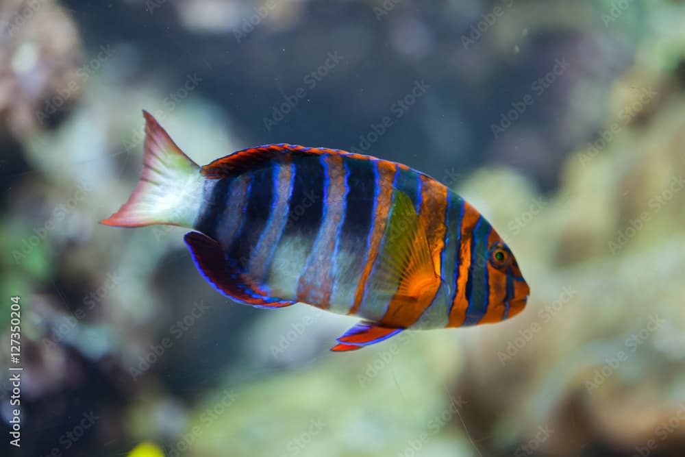 Harlequin tuskfish (Choerodon fasciatus).