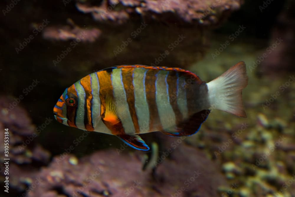 Harlequin tuskfish (Choerodon fasciatus).