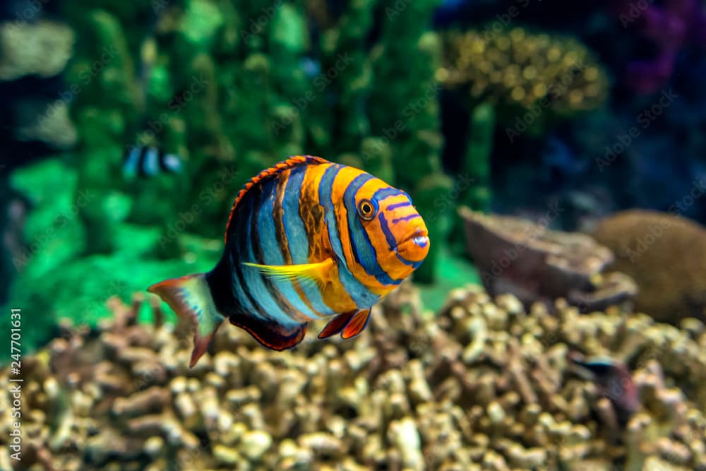 Harlequin tuskfish Choerodon fasciatus, multicolor coral fish.