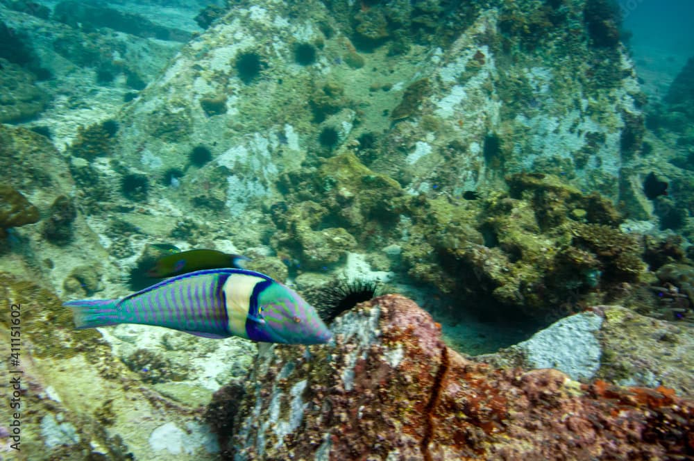 Underwater sea life, tropical fish. Pastel Ring Wrasse (Hologymnosus doliatus)