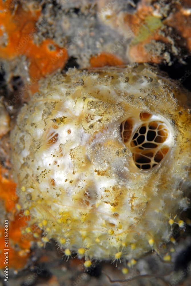 orange puffball sponge · Tethya aurantium · Reeflings Library