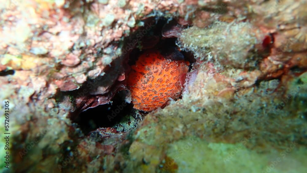 Golf ball sponge or orange puffball sponge (Tethya aurantium) undersea, Aegean Sea, Greece, Thasos island