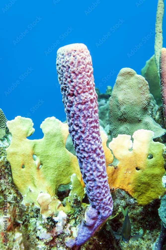 Underwater coral reef