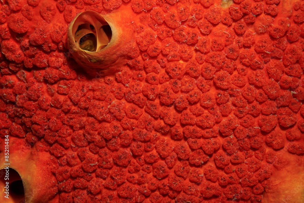 Red boring sponge Cliona delitrix close up image