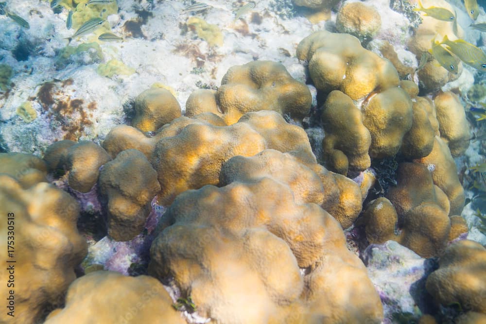 Coral encrusting sponge