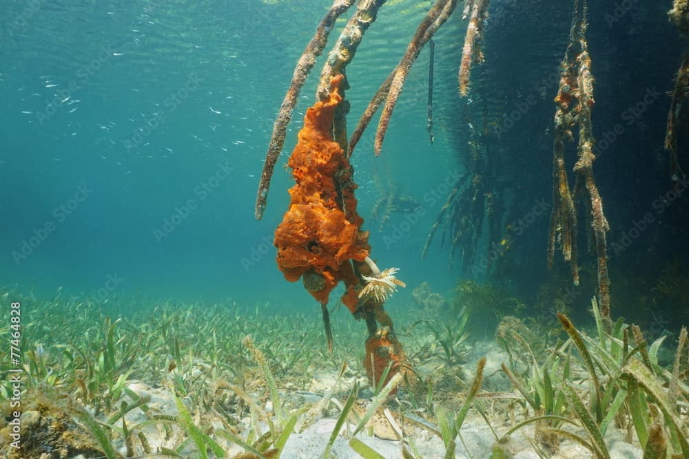 Underwater mangrove roots with encrusting sponge