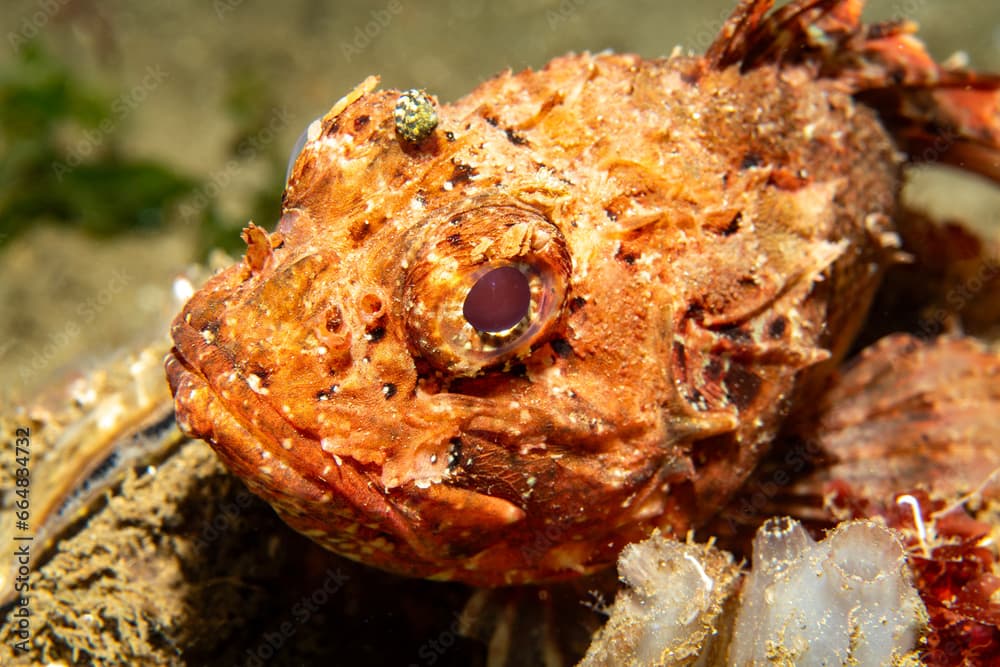 Stone fish in natural habitat