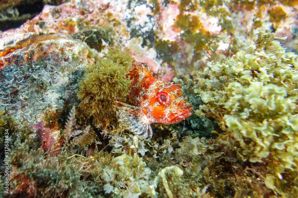 Red scorpionfish-Rascasse rouge (Scorpaena Notata), Pico island, Azores.