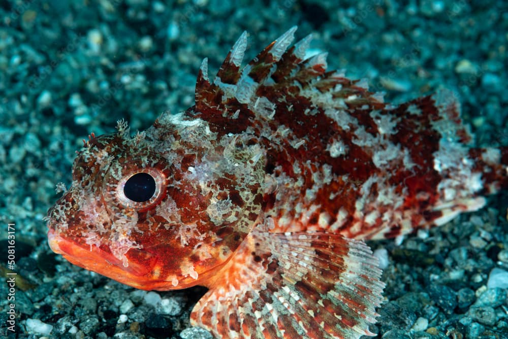 scorfanotto, Scorpaena notata, su fondo ghiaioso