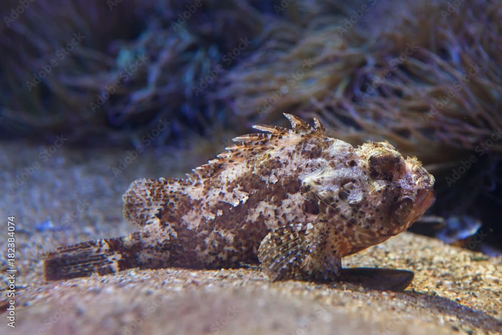 Small red scorpionfish (Scorpaena notata)