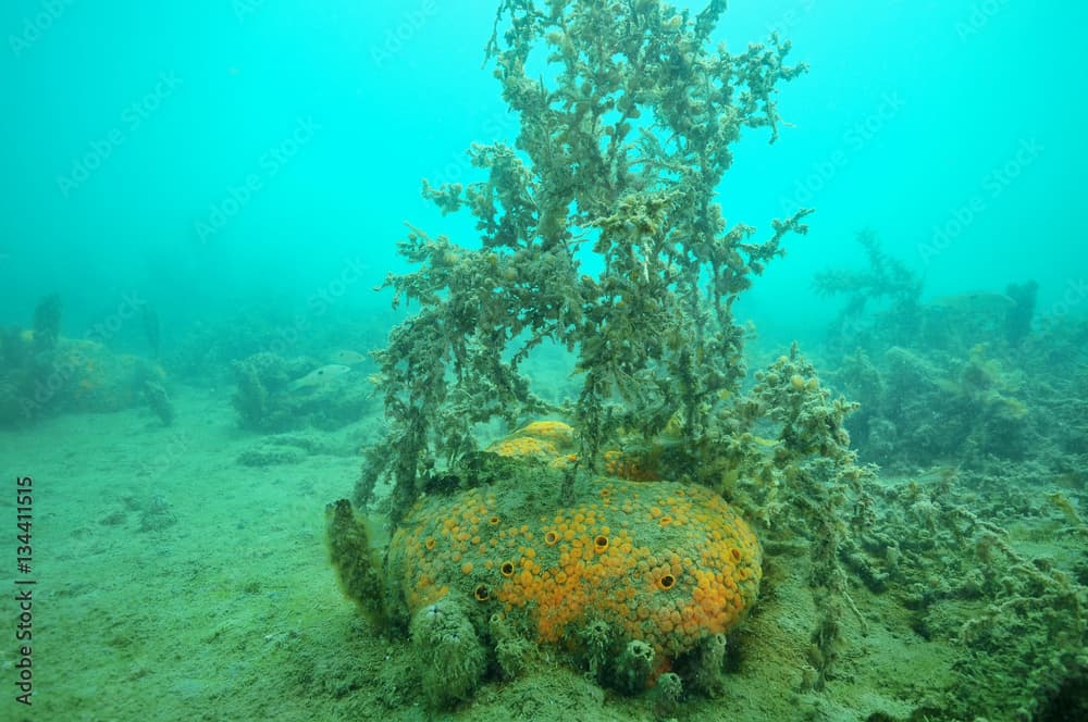 Yellow-orange boring sponge Cliona celata partially covered with fine mud among under dusty seaweeds on bottom of Mahurangi Harbour.