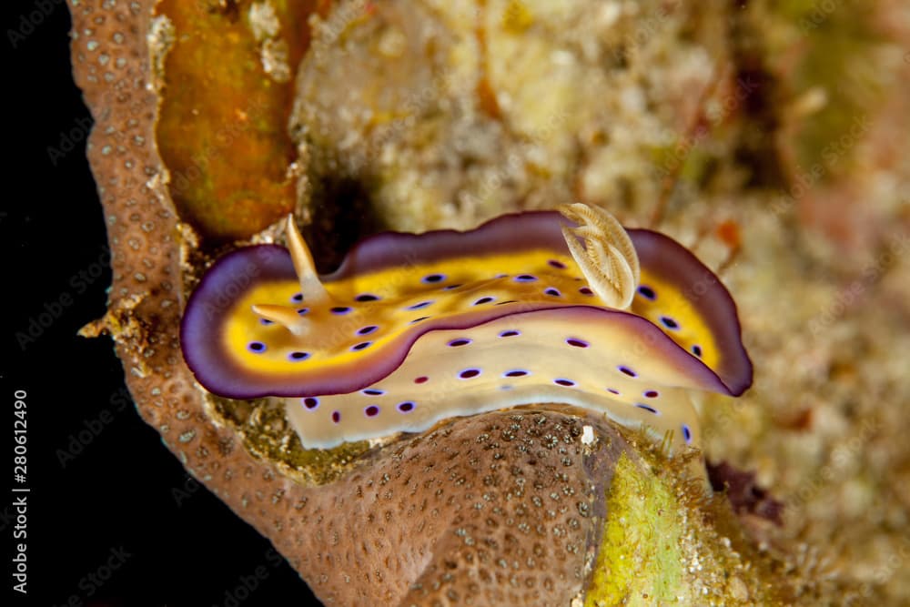 Goniobranchus kuniei