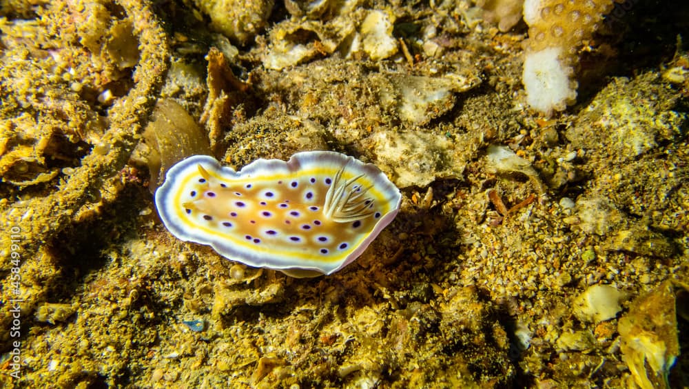 Chromodoris kuniei sea slug - scuba diving around Phuket, Thailand