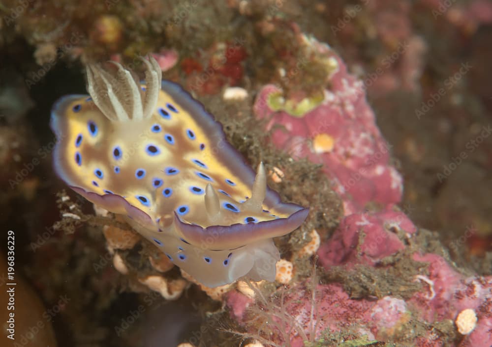 Kuni's chromodoris ( Goniobranchus kuniei - syn. Chromodoris-)  crawling on coral reef of Bali, Indonesia