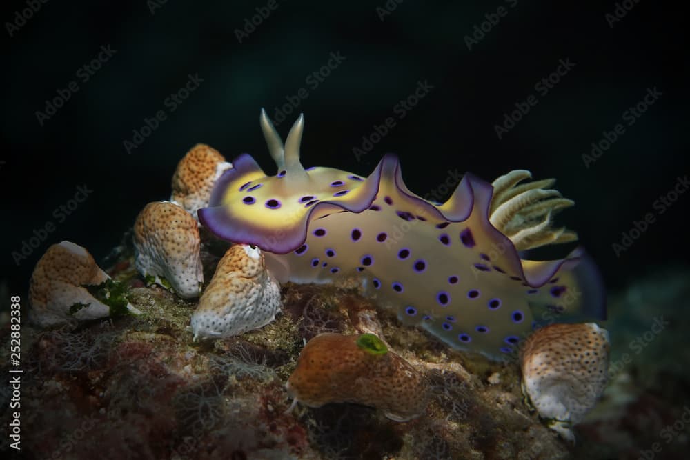 Nudibranch Goniobranchus kuniei. Picture was teken in Ambon, Indonesia