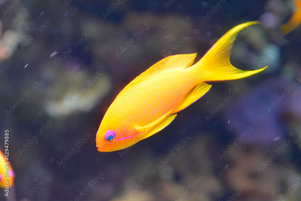 Gelber Fisch im Wasser eines Aquariums