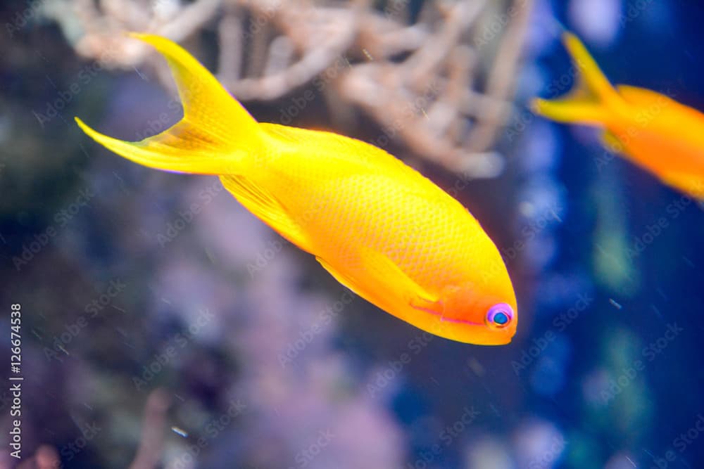 Gelber Fisch im Wasser eines Aquariums