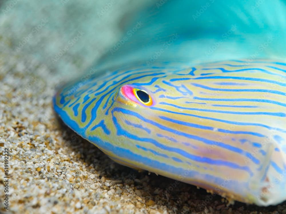 Razor fish - Xyrichtys novacula from Cyprus