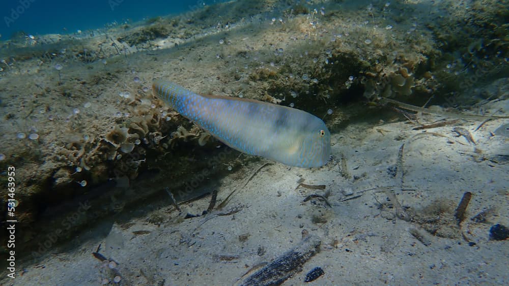 Pearly razorfish or cleaver wrasse (Xyrichtys novacula) undersea, Aegean Sea, Greece, Halkidiki