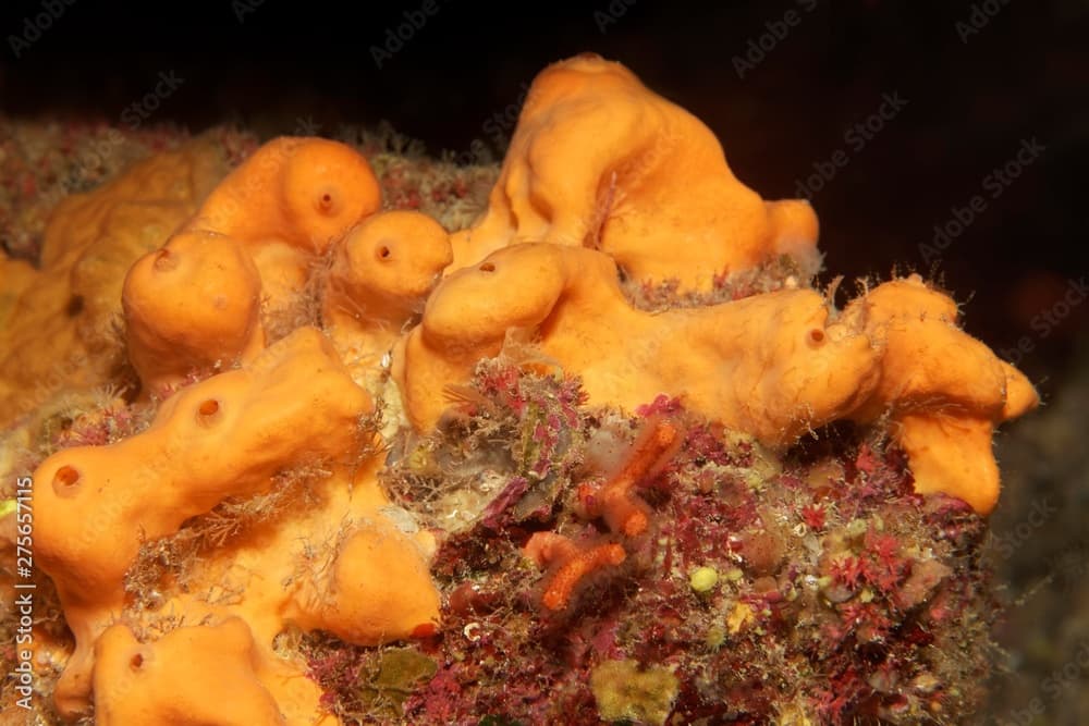 Oranger Demosponge (Agelas oroides), Corfu, Greece, Europe