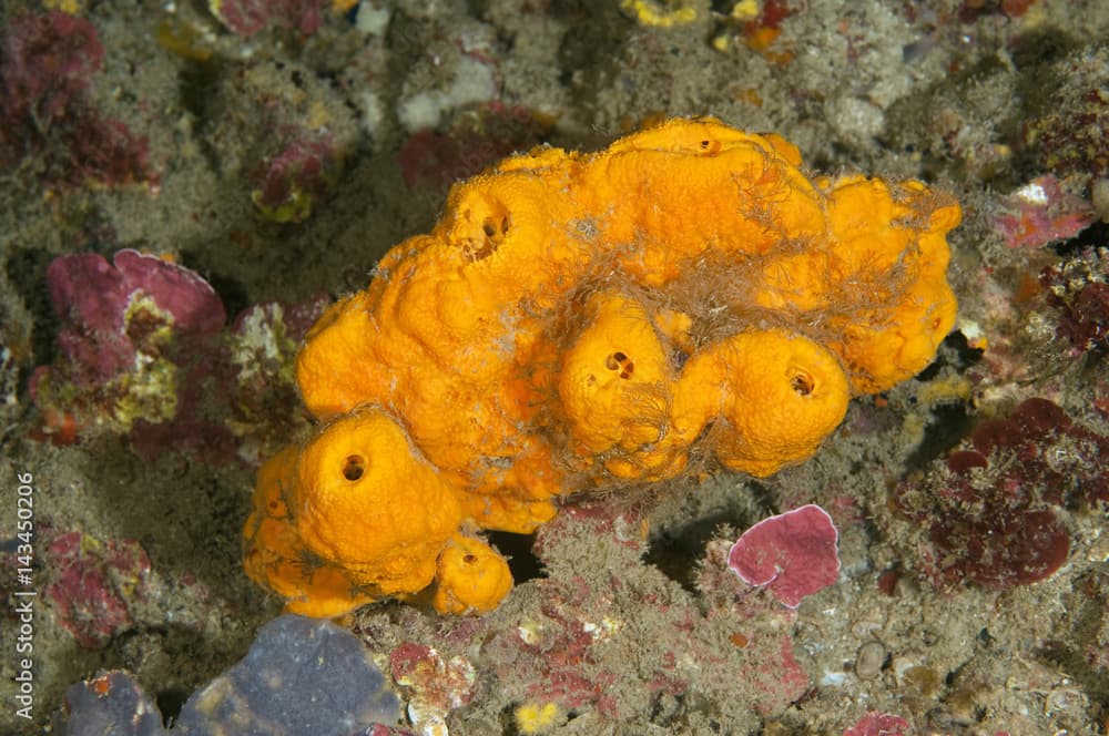 Sponge, Agelas oroides, Sarıgerme Fethiye Turkey