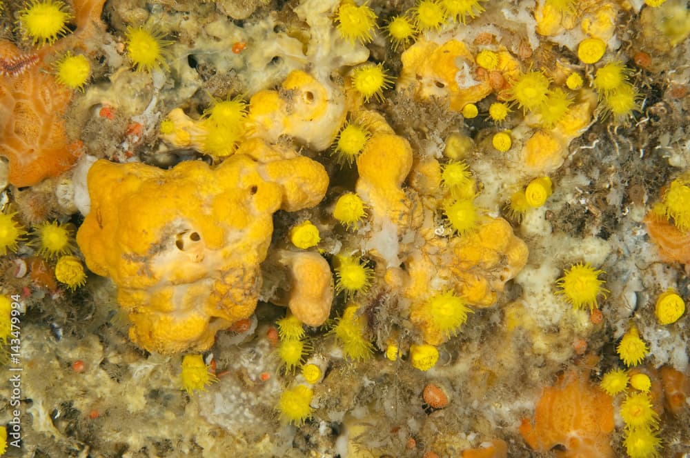 Yellow cup corals, Leptosammia pruvoti, and songes, Agelas oroides, Sarıgerme Fethiye Turkey