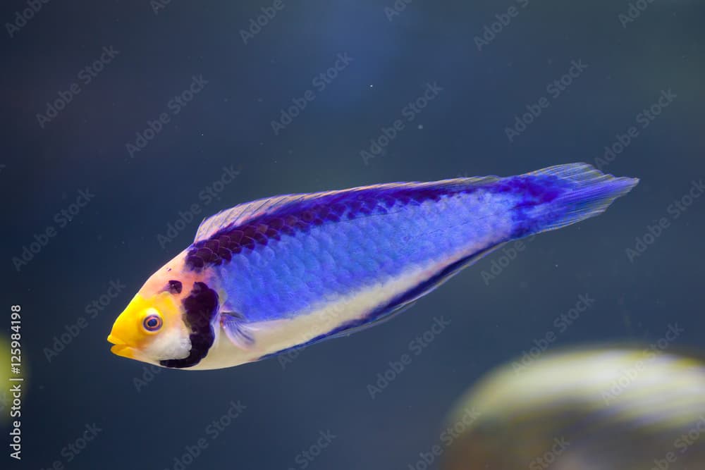 Red-eye wrasse (Cirrhilabrus solorensis)