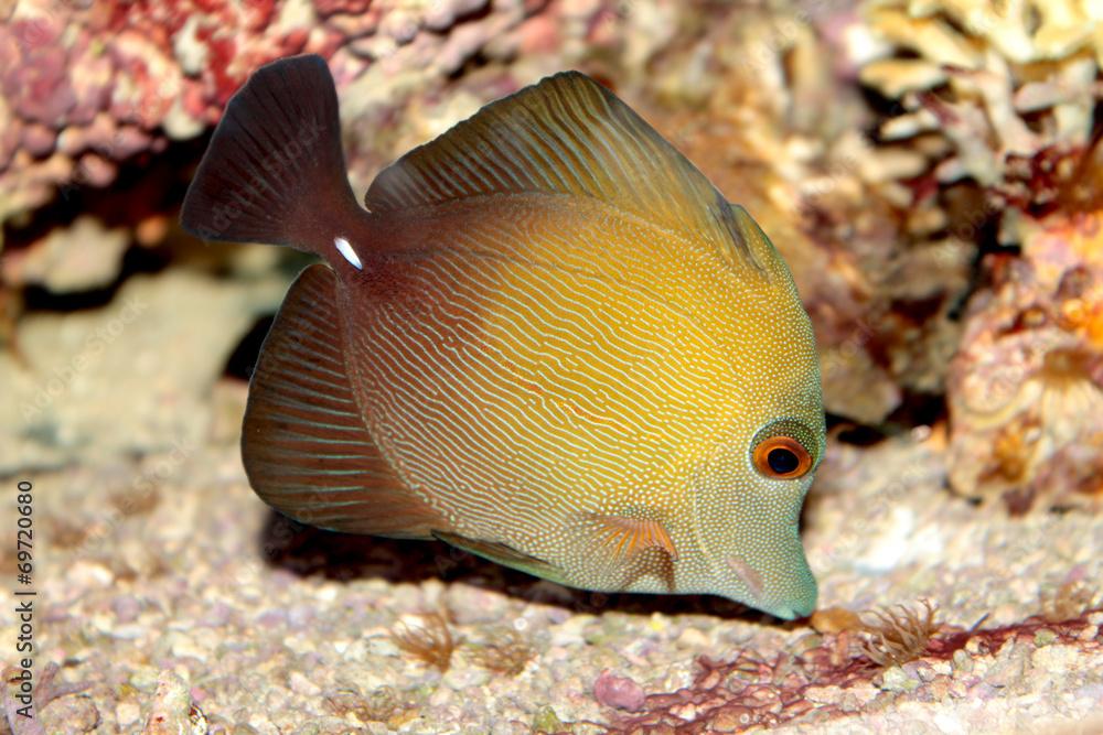 Brown tang (Zebrasoma scopas) marine tropical fish