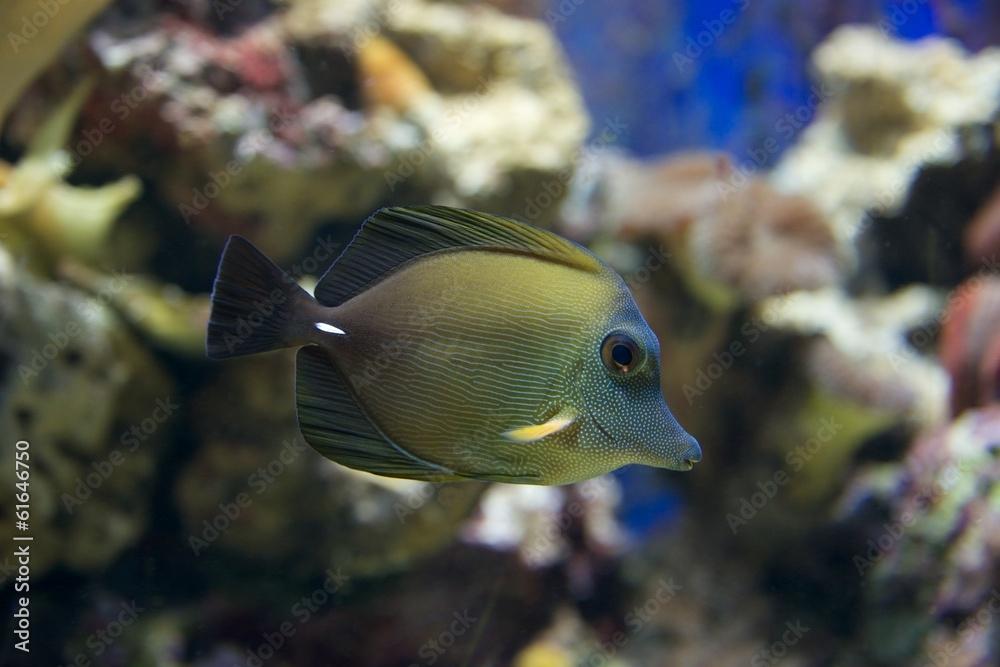 Brown tang swimming down through coral reef