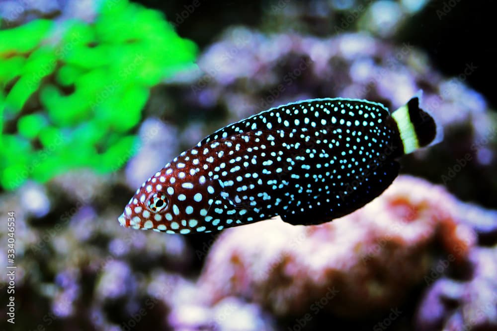 White spotted saltwater wrasse fish - Melanurus Anampses 