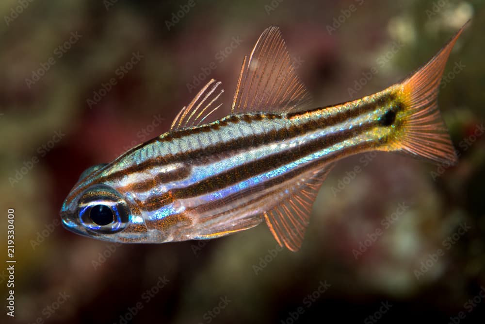 juvenile splitband cardinalfish fish