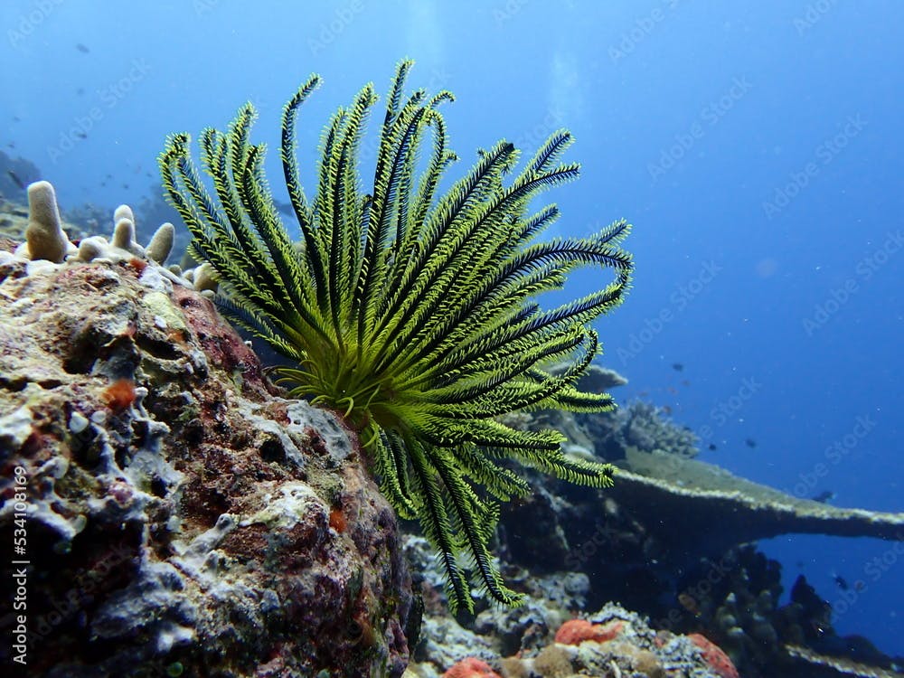 feather star and coral reef
