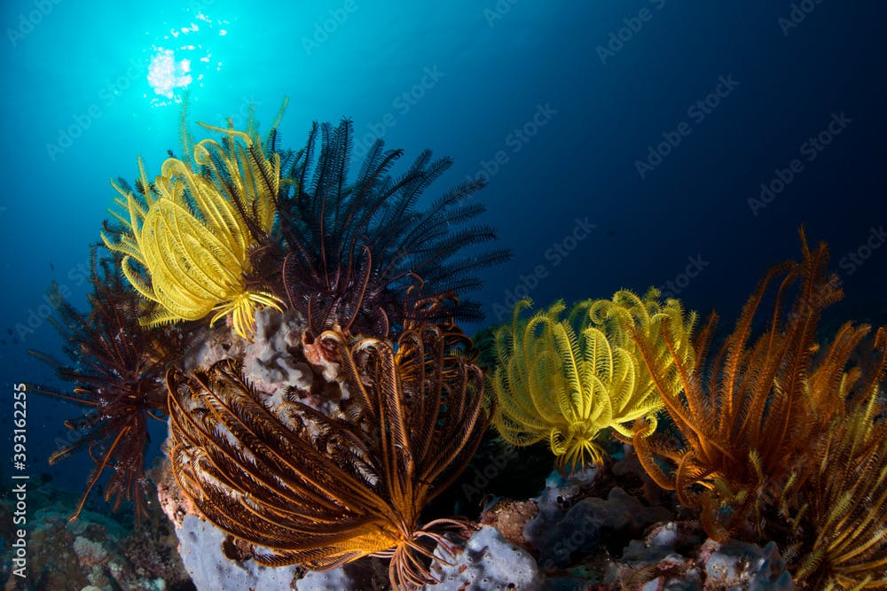 Yellow and orange crinoids cling to corals in seabed