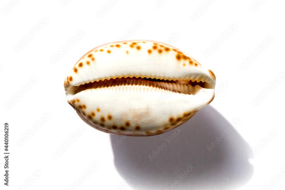 Cypraea tigris, tiger cowrie, on white background