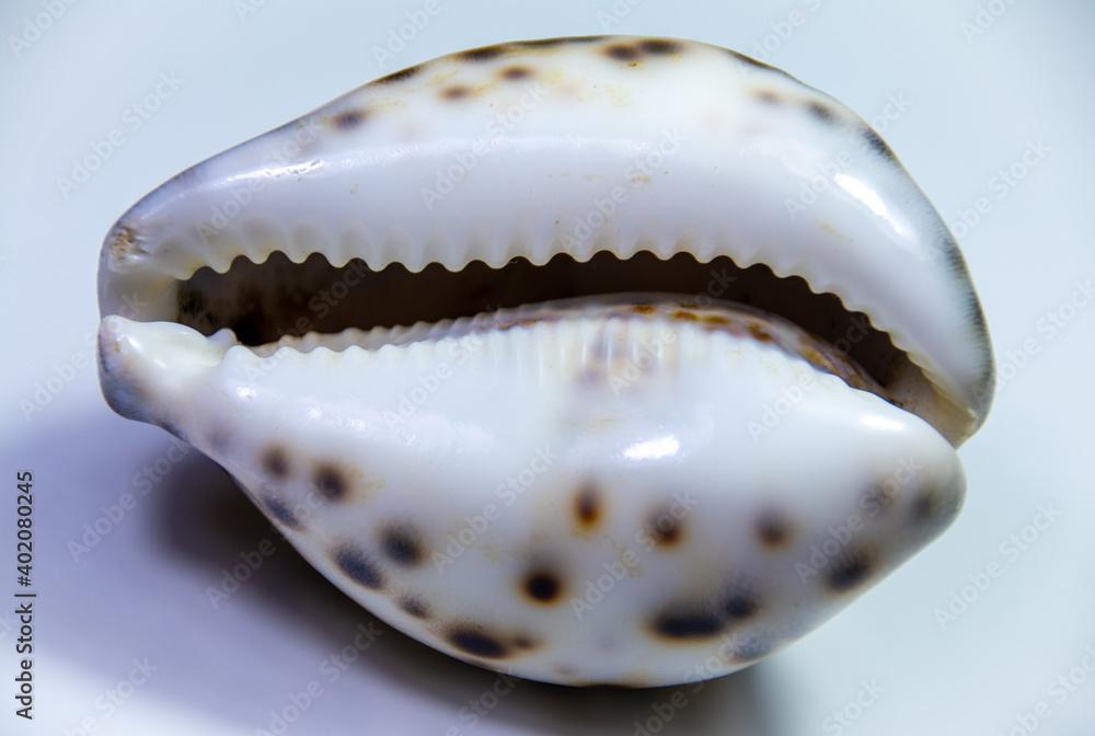 A closeup shot of a seashell Cypraea tigris on white background