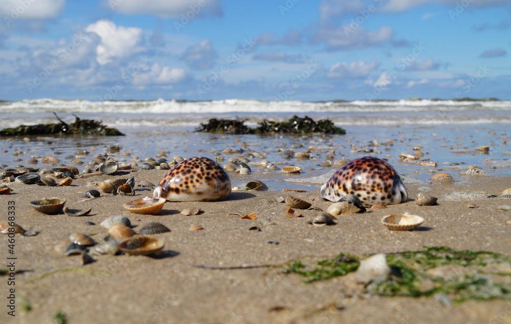 beautiful sea coast with Tiger Cowrie seashells