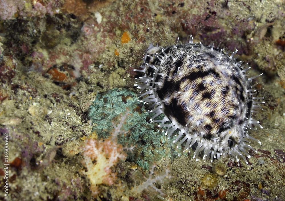 Live Tiger Cowrie (Cypraea tigris) snail (shell) underwater on a reef in Thailand