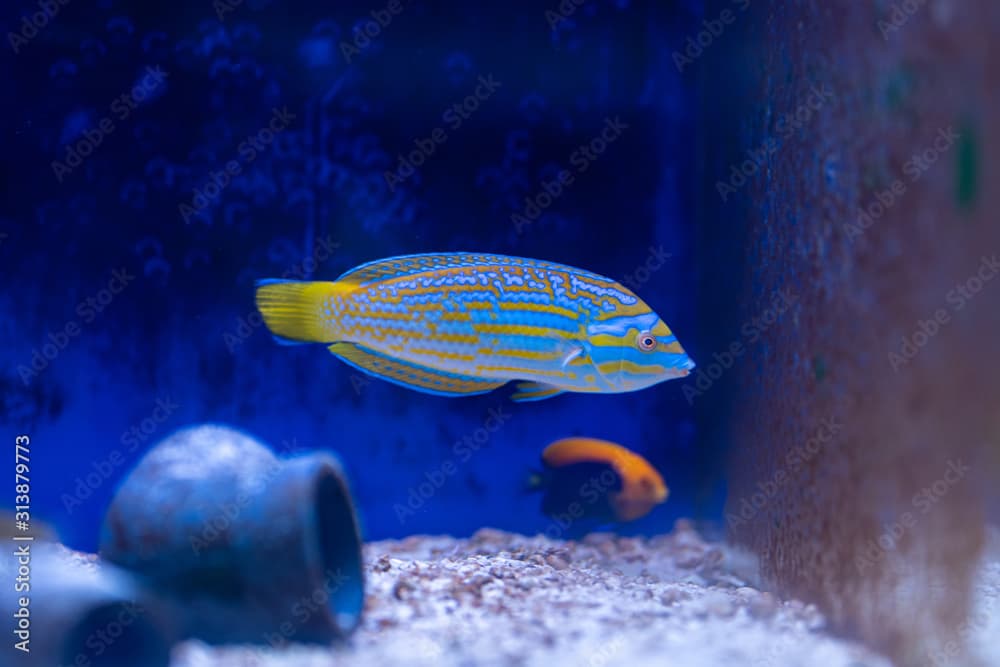 Lennardi Wrasse (Anampses lennardi) very rare marine fish