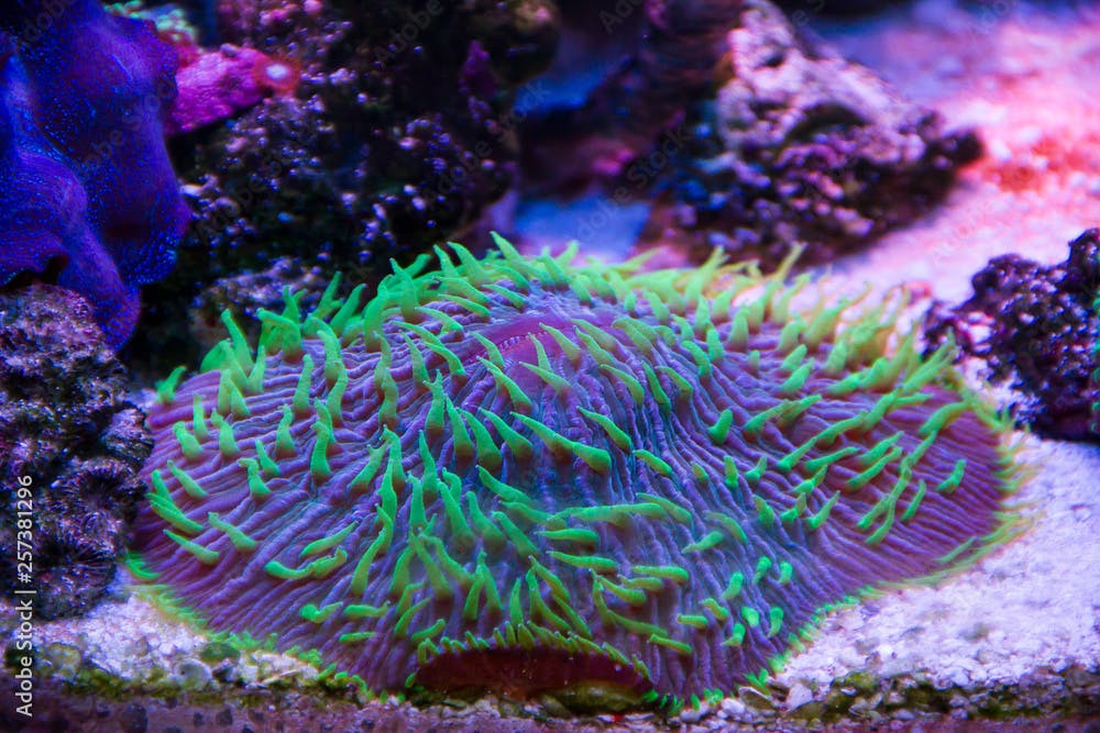 Plate Coral, Short Tentacle (Fungia repanda)