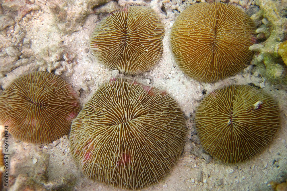 Fungia Repanda - Hard coral - Fungiidae