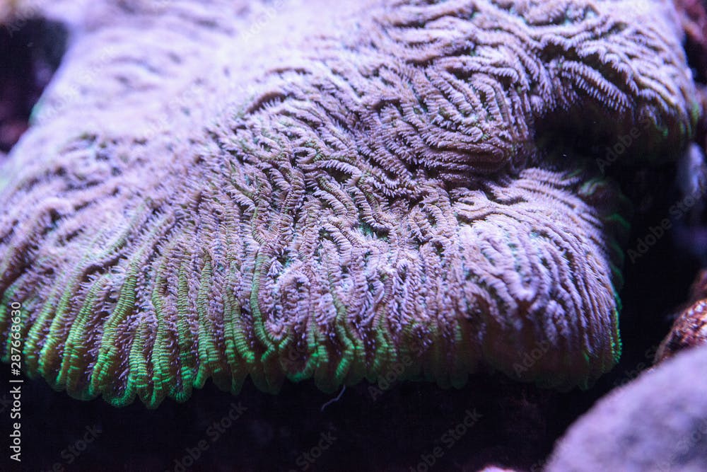 Purple and Green Fungia Plate Coral Fungia repanda
