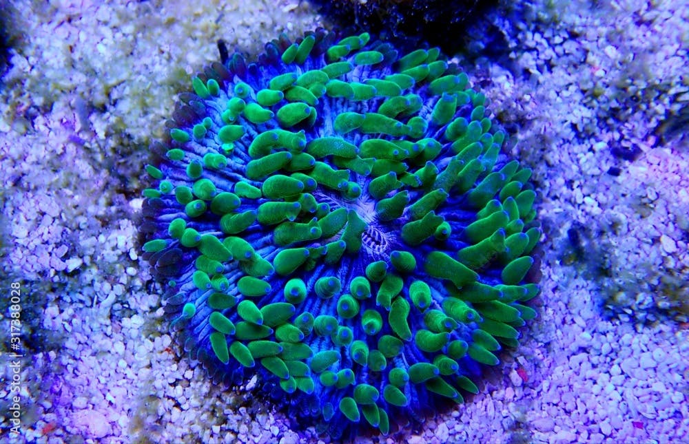 Green polyp plate coral - Fungia (Fungiidae) LPS coral