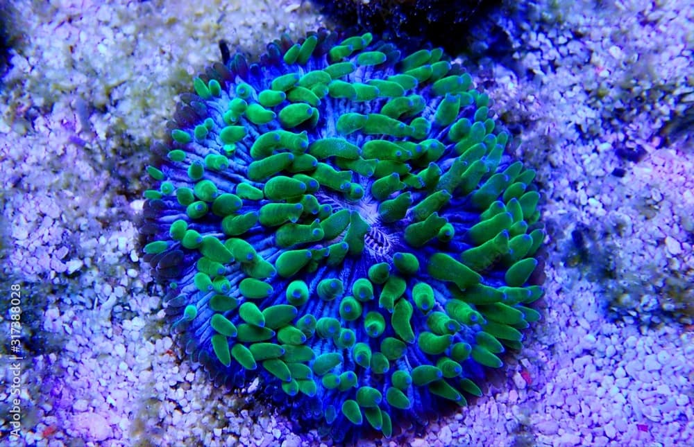 Green polyp plate coral - Fungia (Fungiidae) LPS coral