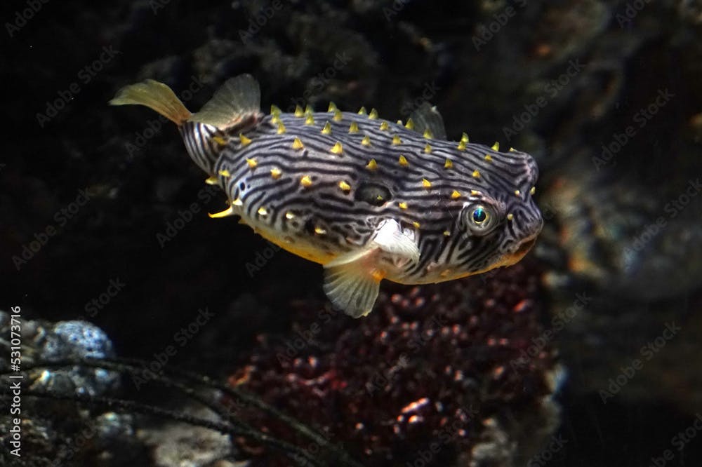 striped burrfish underwater atlantic ocean fish chilomychterus shoepfii