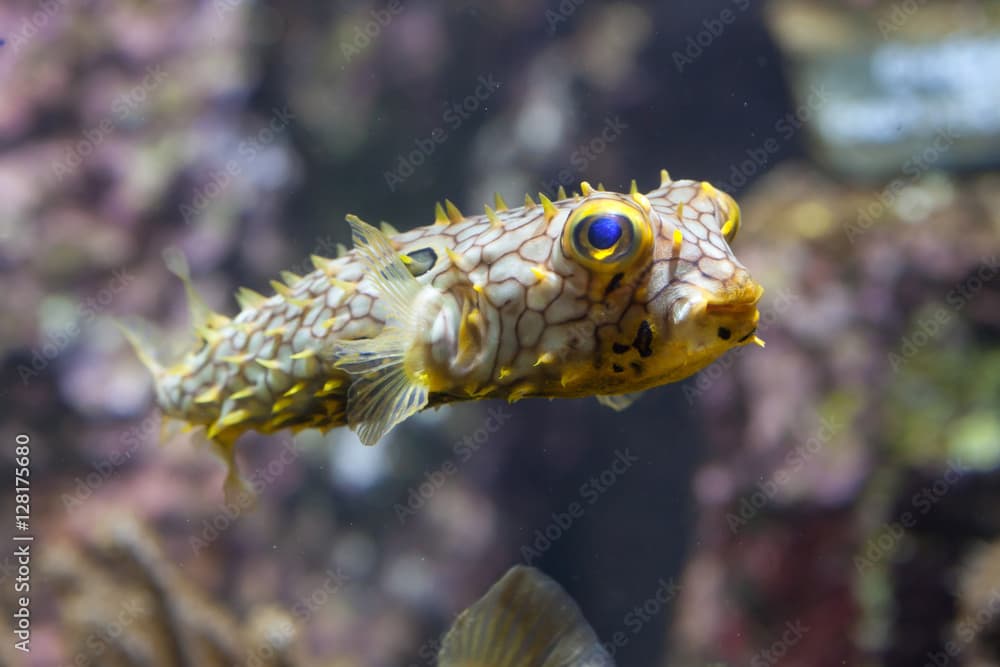 Striped burrfish (Chilomycterus schoepfi)