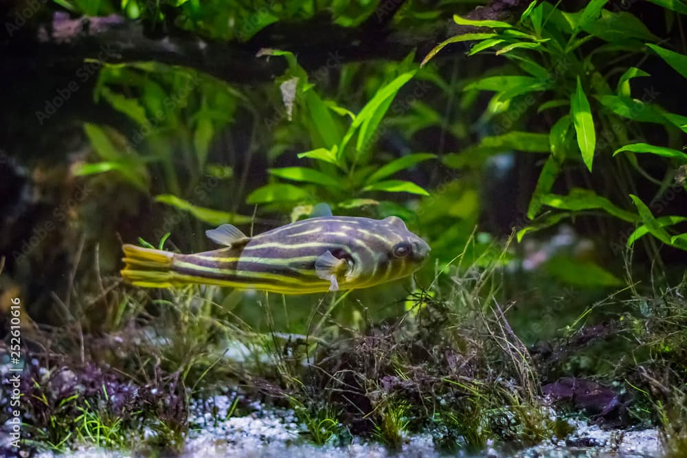 The striped burrfish or simply burrfish Chilomycterus schoepfi is a member of the porcupinefish family Diodontidae.