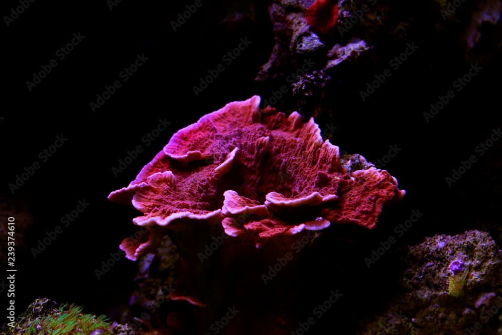 Montipora Candy Cap Coral, - (Montipora capricornis)