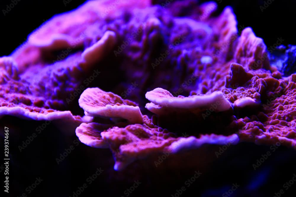 Pore coral (Montipora spumosa) – Complete Care Guide | Reeflings