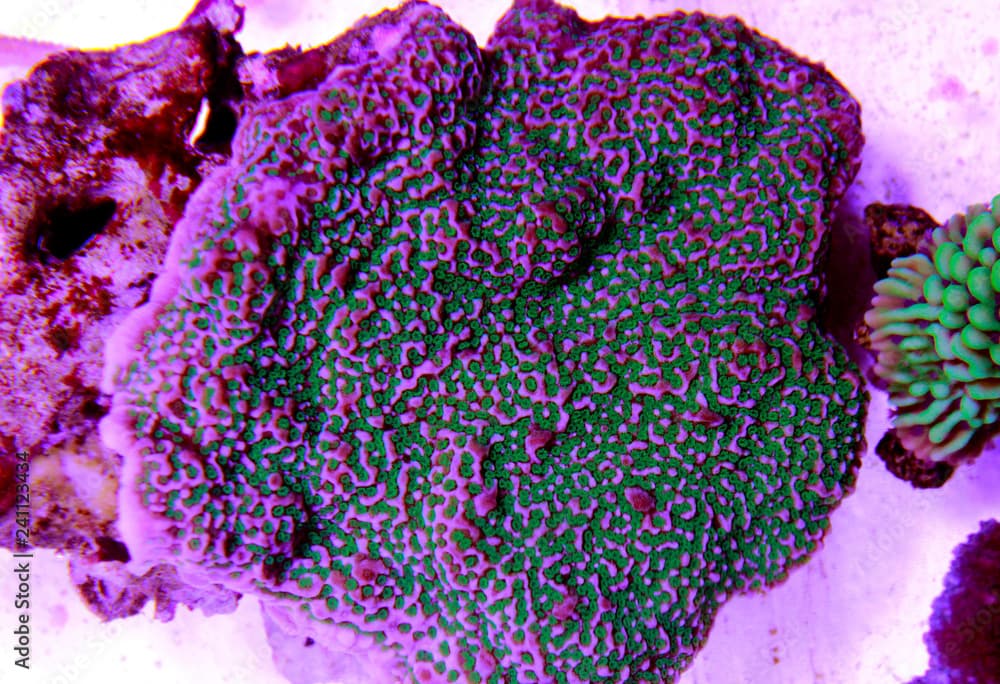 Montipora Candy Cap Coral, - (Montipora capricornis)